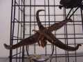 Crab Pot Catch